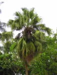 Livistona chinensis (42)