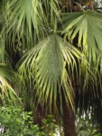 Livistona chinensis (45)